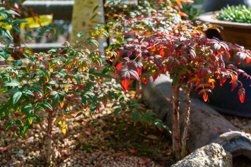 Nandina Domestica 'Obsession'